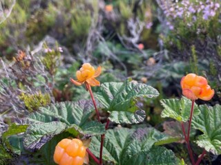 Vakantiehuis Höljes Buitenaudio-opname 2