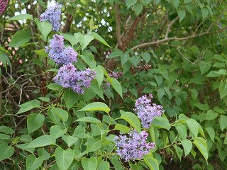 Vakantiehuis Bua  21