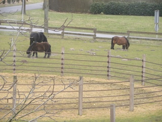 Pony riding arena