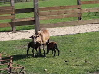 Cameroon sheep