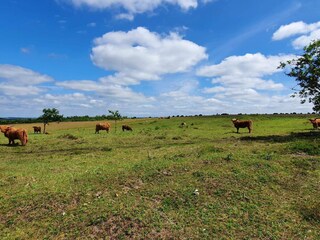 Casa per le vacanze Gatten  21