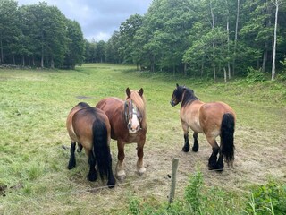 Vakantiehuis Ellös Buitenaudio-opname 3