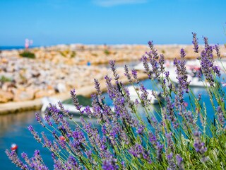 Ferienwohnung Argelès-sur-Mer Umgebung 27