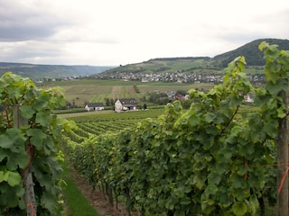 Blick aus den Weinbergen