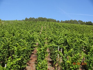 Holiday apartment Osann-Monzel Outdoor Recording 3