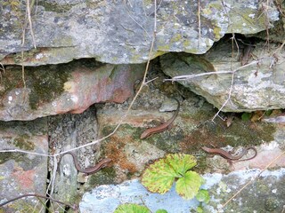 Eidechsen leben im Schiefer