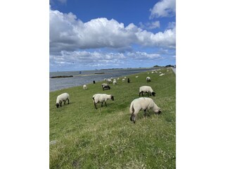 Viele Tiere gibt es zu sehen