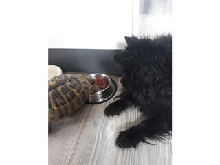 Appartamento per vacanze Bad Goisern Ambiente 34