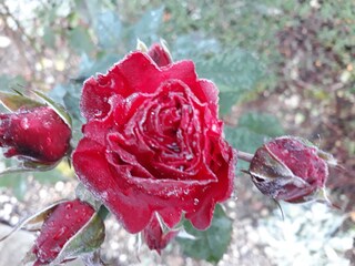 Rosen im Winter