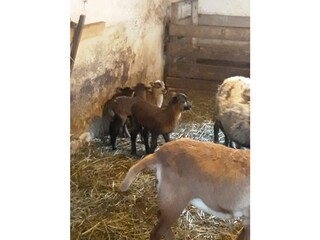 Appartamento per vacanze Bad Goisern Ambiente 36