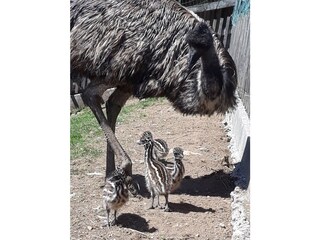 Appartamento per vacanze Bad Goisern Ambiente 37