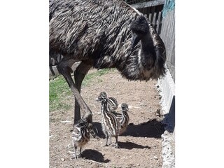 Unsere Emus mit Nachwuchs