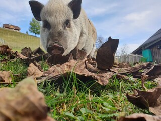 Unser Schweinchen Lucky