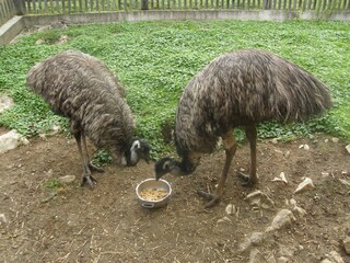 Appartamento per vacanze Bad Goisern Ambiente 30