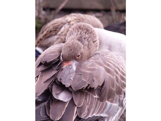 Appartamento per vacanze Bad Goisern Ambiente 31