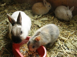 Appartamento per vacanze Bad Goisern Ambiente 25