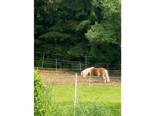 Casa per le vacanze Harzgerode Ambiente 10