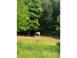 Casa per le vacanze Harzgerode Ambiente 11