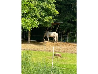 Casa de vacaciones Harzgerode Entorno 12