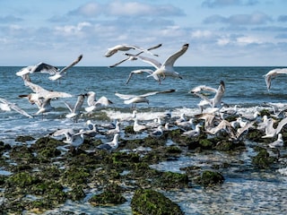 Ferienwohnung Wenningstedt Umgebung 12