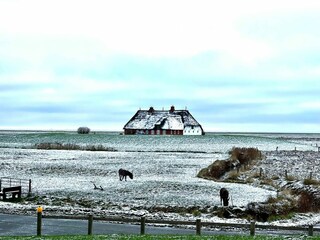 Ferienwohnung Wyk auf Föhr Umgebung 51