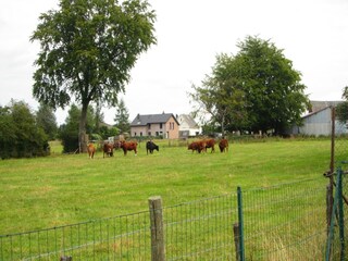 Holiday house Robertville Environment 33