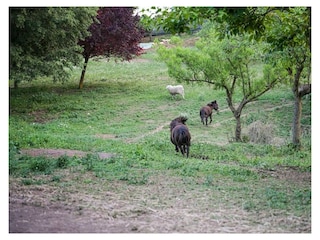 ANIMALI NEL PARCO