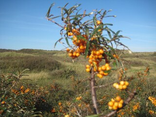 Waterdelle und Sanddorn