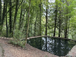 Kalktuff 2 groß