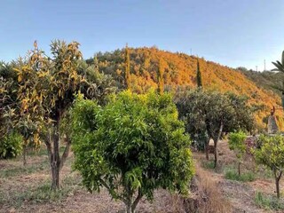 Vakantiehuis Silves Buitenaudio-opname 9