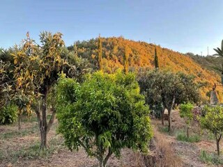 Vakantiehuis Silves Buitenaudio-opname 14