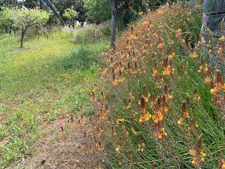 Vakantiehuis Silves Omgeving 38