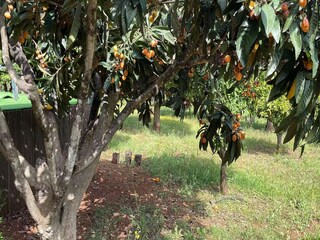 Holiday house Silves Environment 39