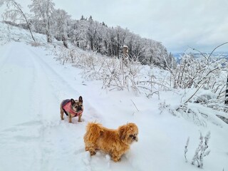 Schneewanderungen ab oberhalb des Hauses