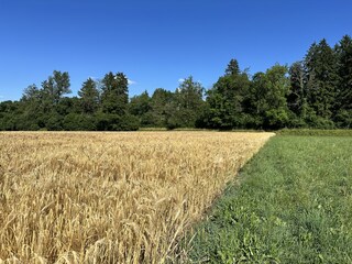 Holiday apartment Wattenwil Environment 37