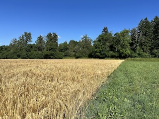 Wandern/Spazieren