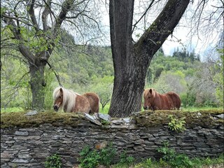 Ferienhaus Saint-Denis  35