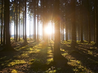 Wald in unmittelbarer Umgebung zum 4* Haus Felsberg