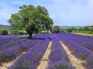 Vakantiehuis Roussillon (Vaucluse) Omgeving 39