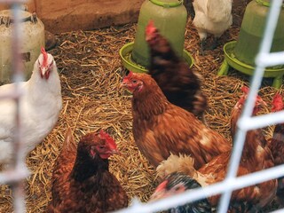 Maison de vacances Aså  13