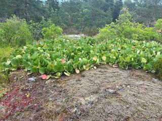 Vakantiehuis Ingarö Buitenaudio-opname 12