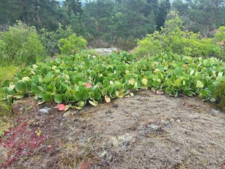Holiday house Ingarö Outdoor Recording 11