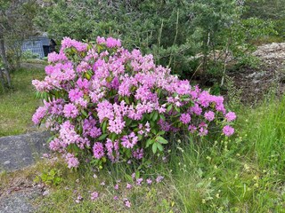 Vakantiehuis Ingarö Buitenaudio-opname 12