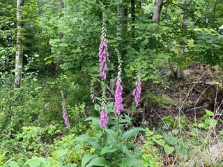 Ferienhaus Immeln Außenaufnahme 5