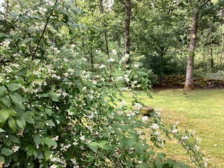 Holiday house Immeln  19