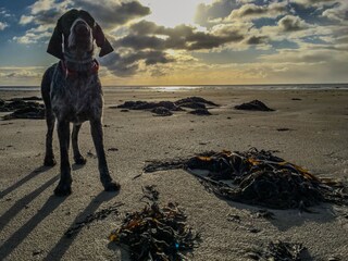 Hunde Wilkommen (2 Max)