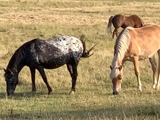 Reiten am Ponyhof