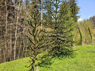 Apartamento Schwaz Entorno 20