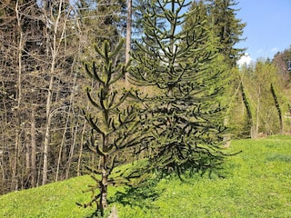 Appartement Schwaz Environnement 34