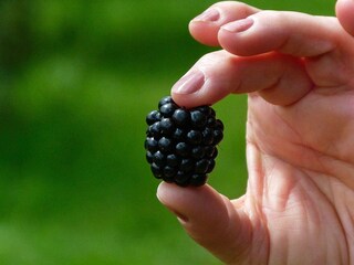 Ferienhaus Gräsmark  12